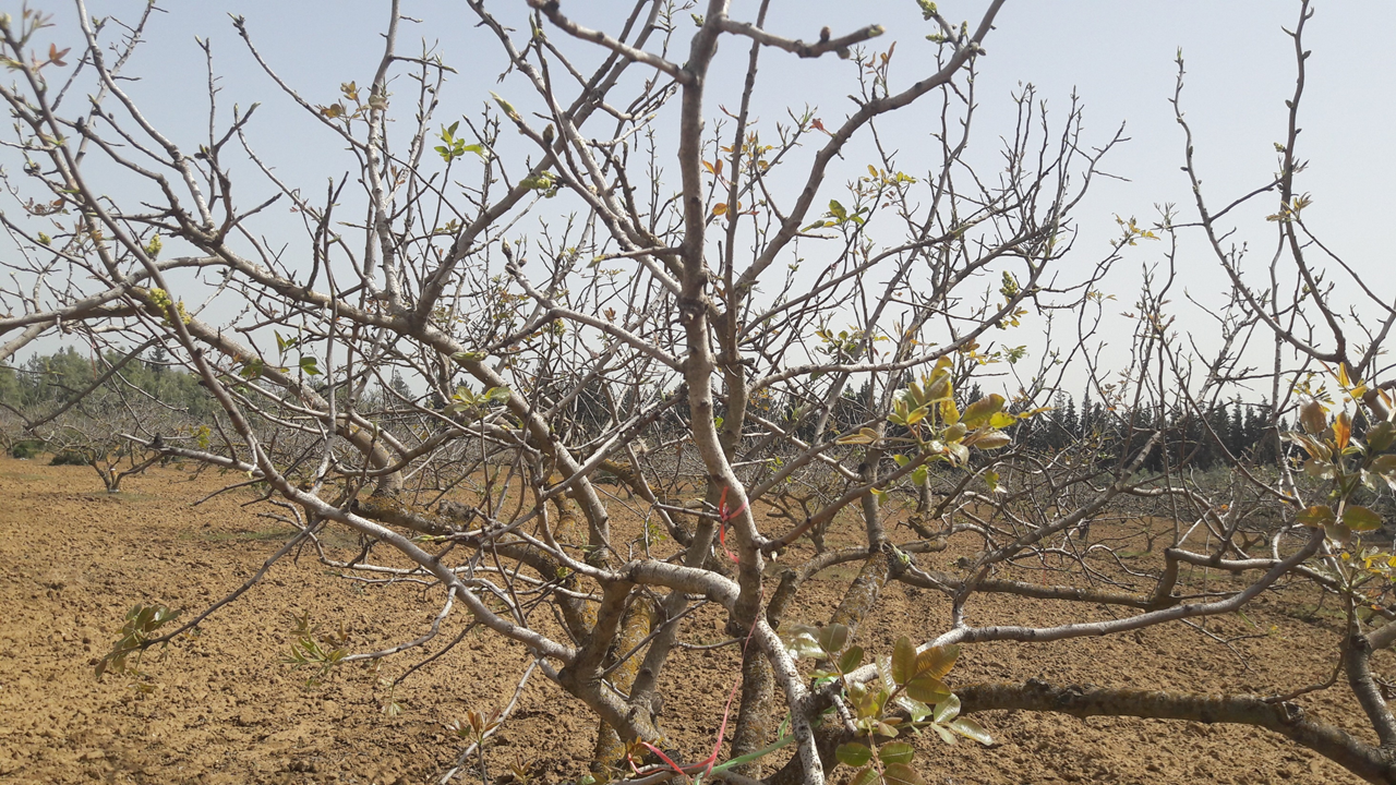 Pistachio tree near Sfax, Central Tunisia, in April of 2016