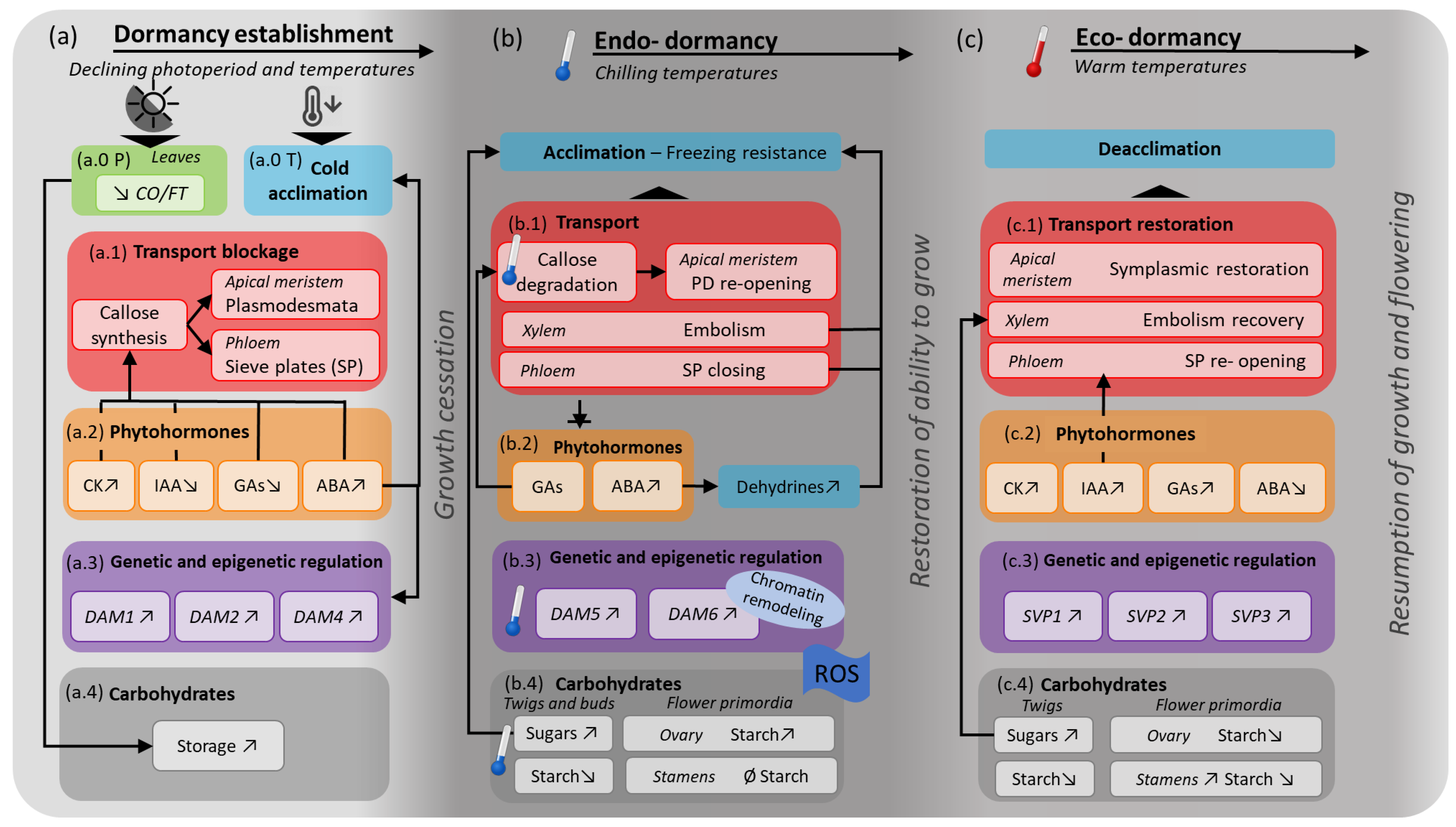 Conceptual framework of winter dormancy in deciduous trees. The dormancy framework (gray background) indicates three main phases: (a) dormancy establishment (light gray), (b) endo-dormancy (dark gray), and (c) eco-dormancy (medium gray). For each phase (a–c), the dormancy-related physiological processes are represented by colored shapes and numbers (0 to 4).